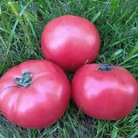 Насіння томату Пінк Кристал F1 (Pink Crystal F1) 250 шт., рожевого індетермінантного