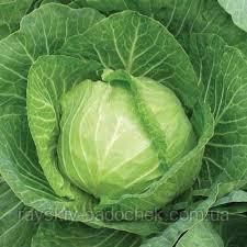 Насіння капусти білокачана Кам'яна голова 0.5 кг Польща., фото 1
