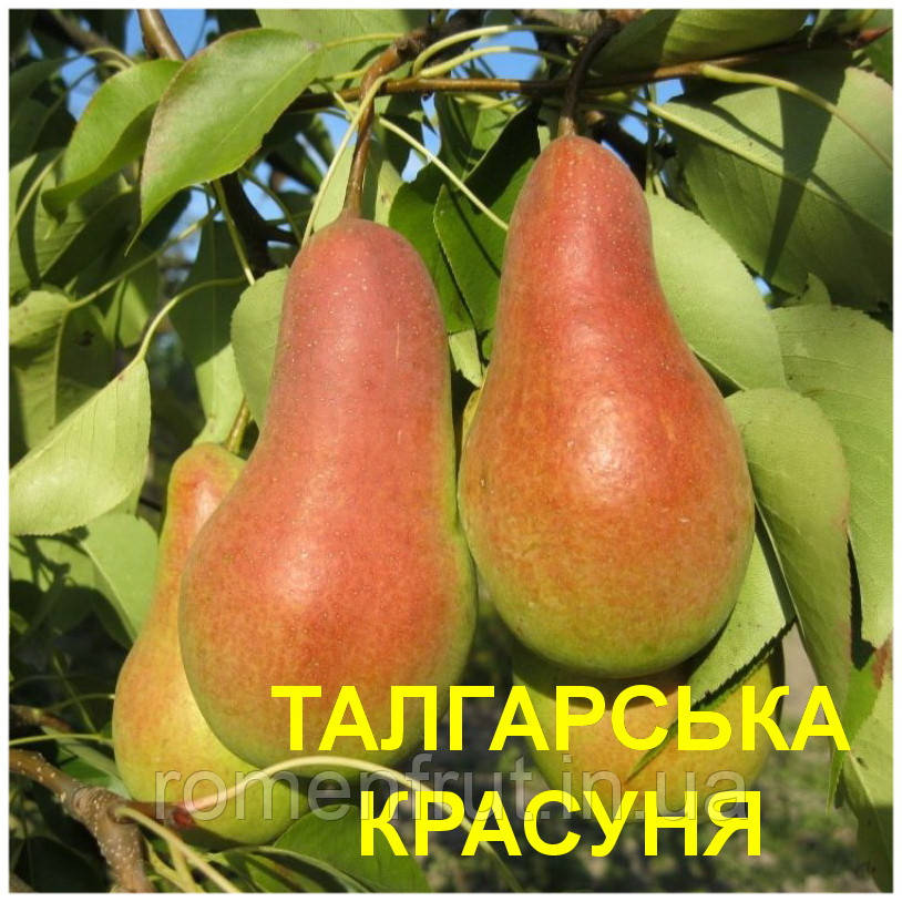 Груша "Талгарська Красуня" 2 р