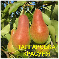 Груша "Талгарська Красуня" 2 р