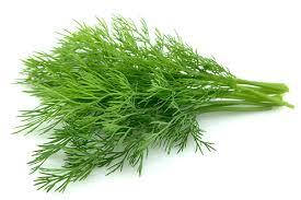 Насіння кропу