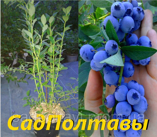 Елізабет саджанці малини 3хлетние(С3), фото 2
