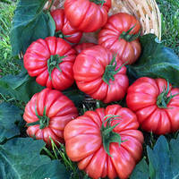 Насіння томату Пінк Кой F1 (Pink Koy F1) 500 шт., рожевого індетермінантного