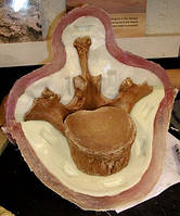 Силікон для форм Globalsil AL 20, Італія