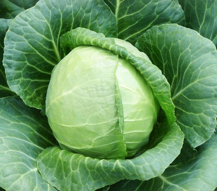 Сунта F1 насіння білокачаної капусти, 100 насіння — рання, щільна, Takii Seeds, фото 3