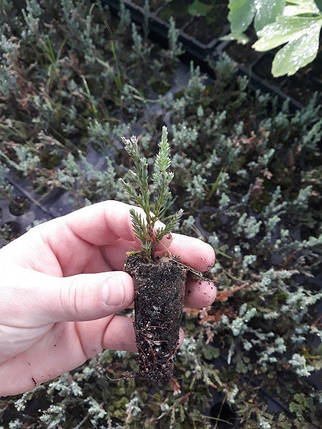 Туя західна Smaragd 3 річна, Туя западная Смарагд, Thuja occidentalis Smaragd, фото 1