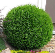 Туя західна Smaragd 3 річна, Туя западная Смарагд, Thuja occidentalis Smaragd, фото 3