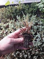 Туя західна Smaragd 3 річна, Туя западная Смарагд, Thuja occidentalis Smaragd, фото 4