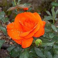 Троянда чайно-гібридна Кордес Діамант