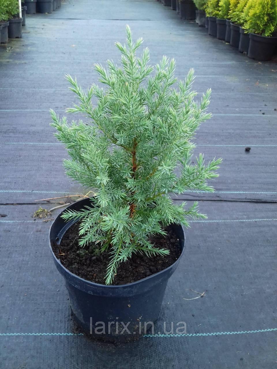 Ялівець китайський Стрікта С2 Juniperus chinensis Stricta