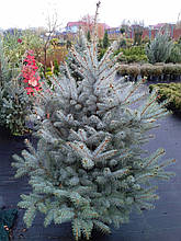 Ель колючая Эдит Picea glauca Edit С35 140-160см