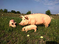 Садові фігури кабани, свині