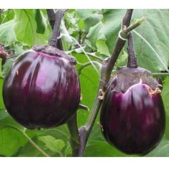 Семена баклажана Виолетта (5 г) Элитный Ряд - фото 1 - id-p802765662