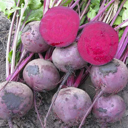 Буряк Зепо F1семена, 3 г — рання, венегментна, кругла, Rijk Zwaan, фото 2