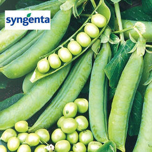 Чудово насіння солодкого гороху, 20 насіння — раннє (58 днів), Syngenta, фото 1