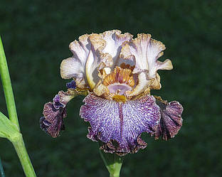 Ирис Dipped In Dots Диппед ин Дотс (Black 2012) (саженцы)