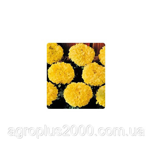 Насіння Чорнобривці американські Чикаго Золотисті Gold 500 насіння Kitano Seeds