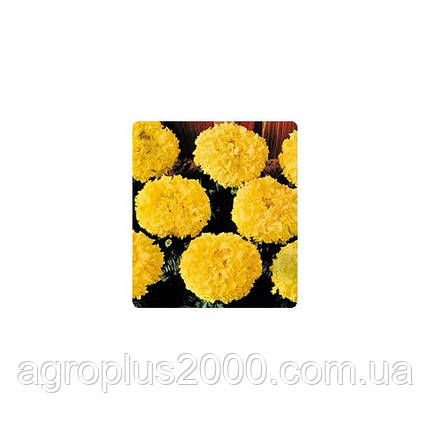 Насіння Чорнобривці американські Чикаго Золотисті Gold 500 насіння Kitano Seeds, фото 1