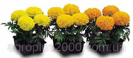 Насіння Чорнобривці американські Чикаго Золотисті Gold 500 насіння Kitano Seeds, фото 3