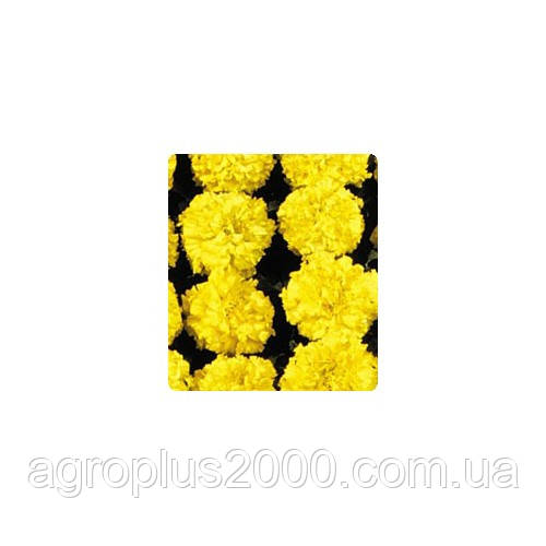 Насіння Чорнобривці американські Чикаго Еллоу Yellow 500 насінин Kitano Seeds