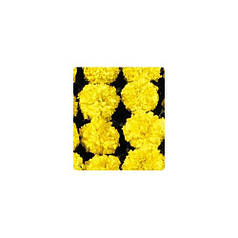 Насіння Чорнобривці американські Чикаго Еллоу Yellow 500 насінин Kitano Seeds