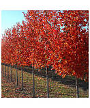 Саджанці дуба червоного Rubra трирічні, фото 2