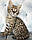 Хлопчик 05.09.18. Кошеня Савана Ф1 (Ашера) вихованець Royal Cats, фото 4