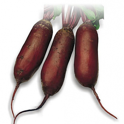 Буряк Лома 3 г Rijk Zwaan Агропакгруп