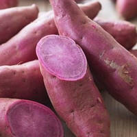 Матковий клубінь Батата Перпл пурпурний (Purple) стійкий урожайний лежок