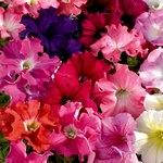 Насіння Петунія грандифлора Кобаяші Formula Mixed 250 драже Kitano Seeds, фото 1