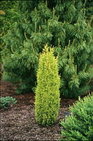 Можжевельник обыкновенный Голд Коне (Juniperus communis Gold Cone) 12-15 см