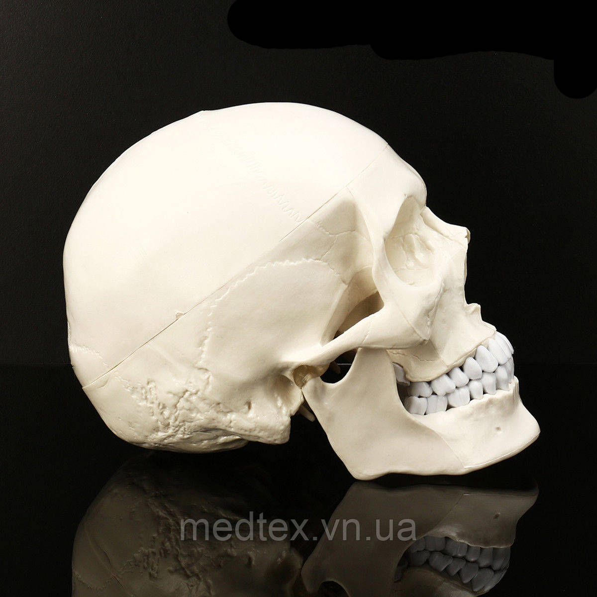 Череп людський (модель, анатомія людини)
