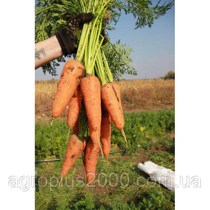 Насіння Морква Нарина F1, 250 грамів Lucky Seed, фото 2