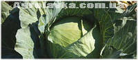 Семена капусты б/н среди/поздняя Агрессор F1 (FarMore) (2500 семян), Syngenta, Швейцария