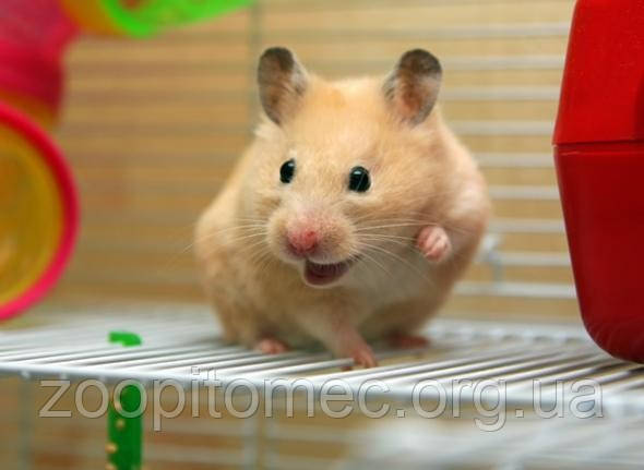 Сирійські хом'яки - хом'яки золотисті ітд домашнього розведення, фото 1