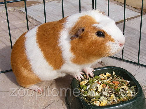 Морська свинка короткошерста домашнього розведення, фото 1