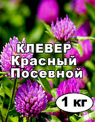 Насіння Клевер червоне, на розвіс від 1 кг