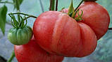 Томат Картопляний малиновий насіння GL Seeds, фото 2
