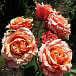 Троянда Черрі-Бренді (Cherry Brandy) чайно-гібридна, фото 7