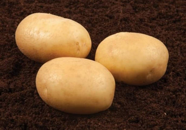 Картопля насінню Банба, раннє 1 репродукція, фото 2