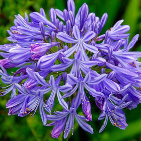 Корневще агапантусу синього "Umbelatum Blue", 1 шт., Нідерланди