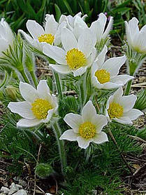 Корневще сон-трави Пульсатилла біла "Pulsatilla", 1 шт., Seminis, Нідерланди