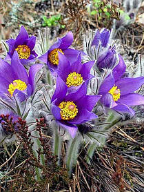 Корневще сон-трави Пульсатилла синя "Pulsatilla", 1 шт., Seminis, Нідерланди