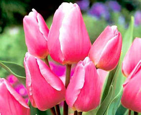 Луковиці тюльпанів Happy Family (Хеппі Фемілі), 3 шт.