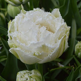 Луковиці тюльпанів Сноу Кристал (Snow Crystal), 3 шт.