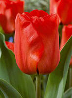 Луковицы тюльпанов Ред Импрешен (Red Impression), 3 шт