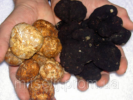 Мицелий Трюфель чёрный, Tuber melansporum (ID#67656047), цена ...