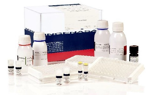 Ingezim Brucella Compac. Тест-система для діагностики специфічних LPS антитіл до вірусу Brucella методом ІФА