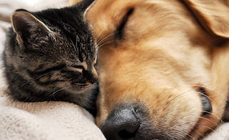 Нутуральні заспокійливі засоби та препарати для кішок і собак