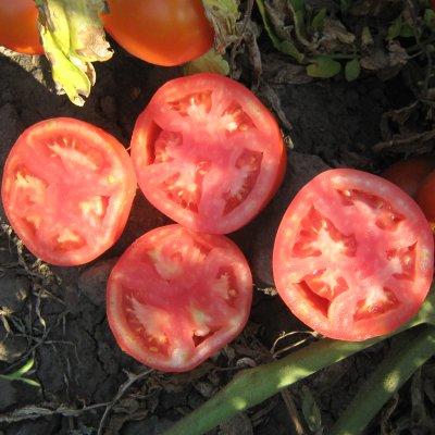 Насіння томату Трібека F1 (1000 нас.) Vilmorin